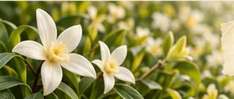 White jasmine flowers — a sweeter, kinder world